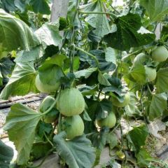 万亩甜瓜大量上市，多宝，博洋9号，宝丰2025，