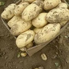 辽宁荷兰十五 锦州西森 凌海土豆