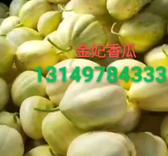 2020年辽宁凌海金妃价格