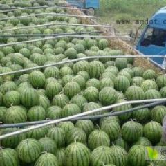 辽宁凌海盘山两地大棚 甜王 8424 大量上市