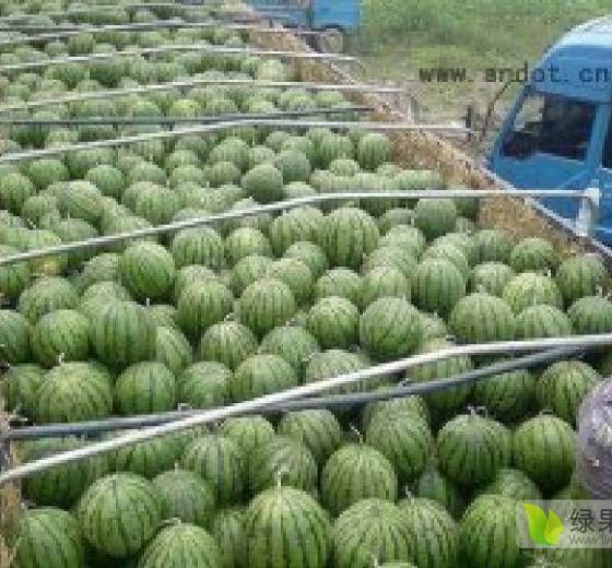 2020年辽宁凌海甜王系列价格