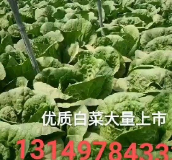 2020年辽宁凌海韩国黄心白菜价格