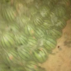 京欣，甜王，8424大量上市，大吨位上货！看上的老铁致电