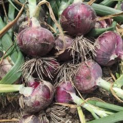 2020年开封洋葱大量滞销，价格低廉