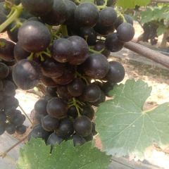 山东聊城许营镇葡萄大量上市了