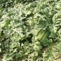 8分熟以上京欣、甜王，大户直销，多种选择任你挑
