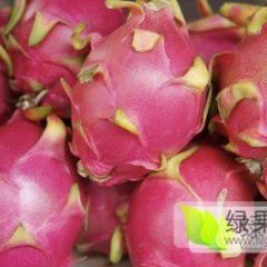 广西玉林市代销火龙果代销全国各种鲜果