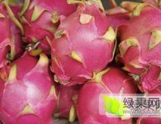 广西玉林市代销火龙果代销全国各种鲜果