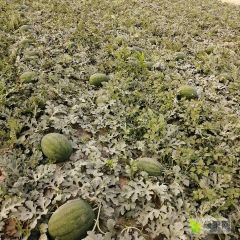 河南商丘李口龙卷风大量上市