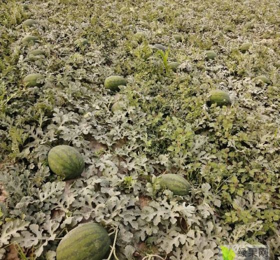 2020年河南睢阳龙卷风价格