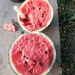 鼎好果蔬，大量供应甜王西瓜