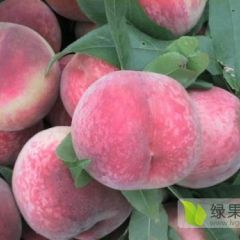 陕西毛桃产地供应批发