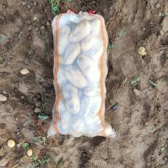 开封荷兰十五土豆质量好 价格低