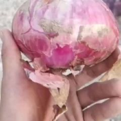二红洋葱，走货量大，质量保证，