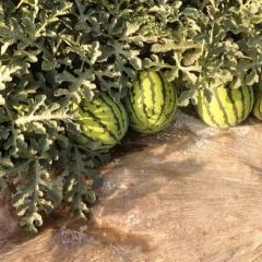 陕西无籽原棚美都