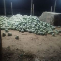 一串玲冬瓜产地直发发发发发发