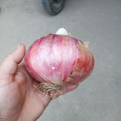 大量卖洋葱，价格美丽