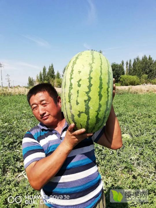 金城5号价格