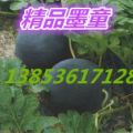 潍坊墨瞳西瓜产地批发