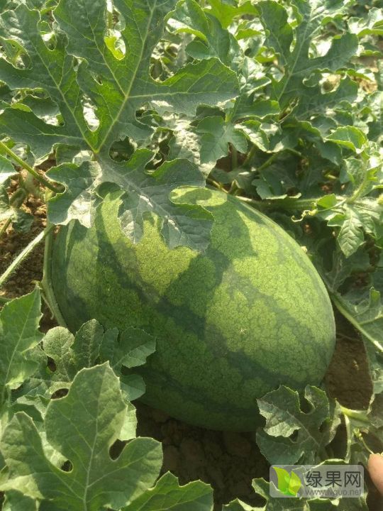 黄河滩西瓜已大量上市,本人种西瓜二十多年,西瓜特点不嫁接