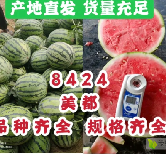 2020年河南祥符8424西瓜价格