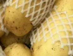 辽宁兴城最大的种植土豆基地已上市！荷兰/中暑/早大白