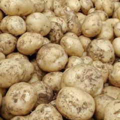 辽宁绥中最大的土豆豆角种植基地已上市！欢迎各位老板选购