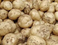 辽宁绥中最大的土豆豆角种植基地已上市！欢迎各位老板选购