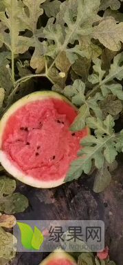 清苑西瓜 欢迎全国收货商前来收购