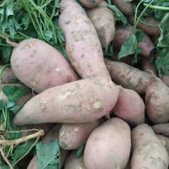 开封早熟红薯开始上市，需要的老板可以与我联系