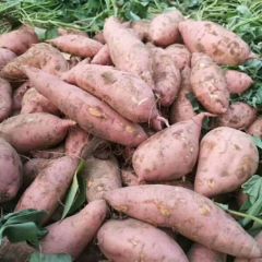 开封红薯龙薯九号皮毛光滑，颜色，条形漂亮价格不高！0.4/斤欢迎致电