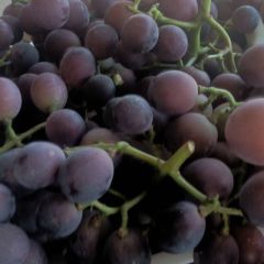 大量供应优质葡萄