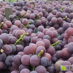 产地直供冷棚藤稔葡萄6月10号大量上市，欢迎全国水果客商提前电话咨询