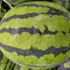 精品美都8424有籽大量上市中