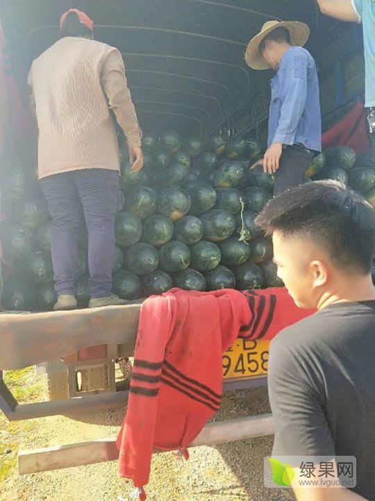 黑美人价格