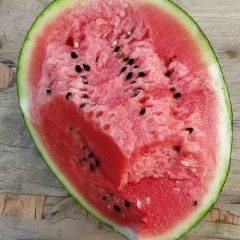 河北保定甜王西瓜大量上市中。