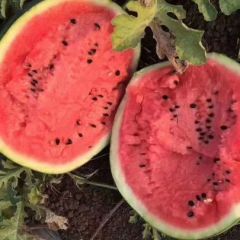 保定甜王西瓜大量上市