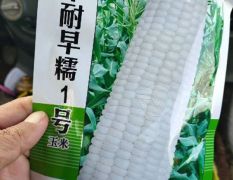 新岗蔬菜基地白糯玉米大量上市