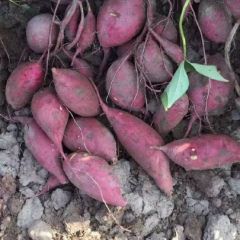 板栗薯西瓜红红薯