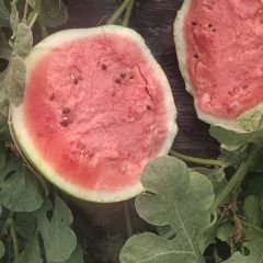 甜王西瓜大量上市