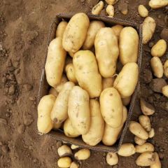 颜色好看个头大