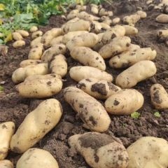 个头大颜色鲜艳