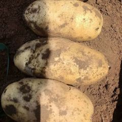 以诚信为本代收甄会峰