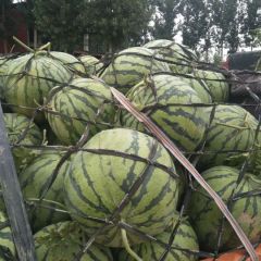 精品美都 8424大量供应中