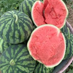 江苏最大麒麟美都西瓜种植基地