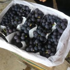 河北大棚夏黑葡萄供应口感甜