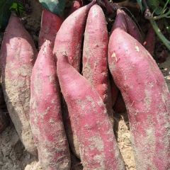 青岛精品西瓜红大量供应