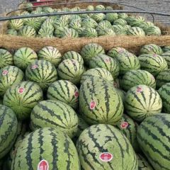 西沙瓜大量上市，欢迎各位老板前来品尝。