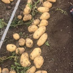 山东省平度市新荷兰十五土豆大量供应中，二膜小棚，陆地土豆