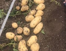 山东省平度市新荷兰十五土豆大量供应中，二膜小棚，陆地土豆
